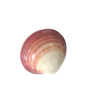 massagesnäcka-samtea-lava-shell-660